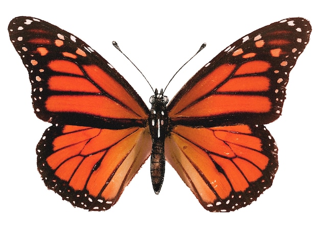 Monarch-Schmetterling png-Aufkleber Insekt durchsichtiger Hintergrund