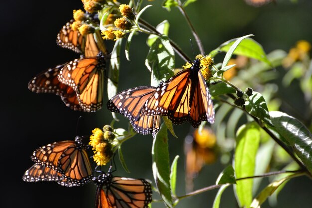 Foto monarch-schmetterling