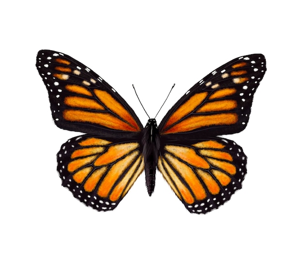 Monarch-Schmetterling