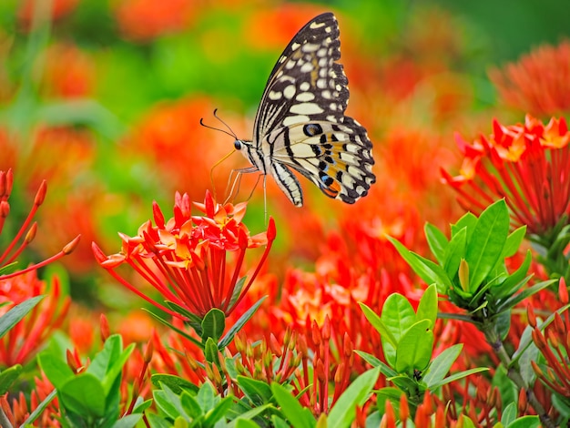 Monarchfalter auf einer Spitzenblume