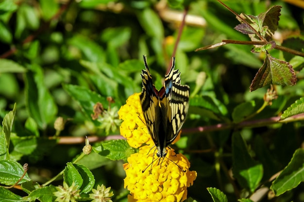 Monarchfalter Danaus plexippus