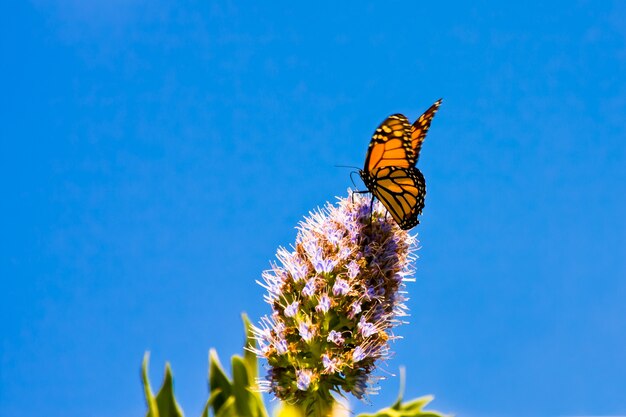 Monarchfalter (Danaus Plexippus)