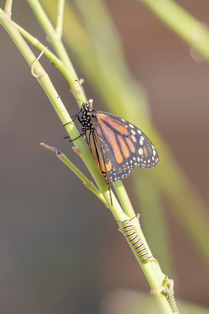 Monarchfalter oder Monarch (Danaus Plexippus) Malaga, Spanien