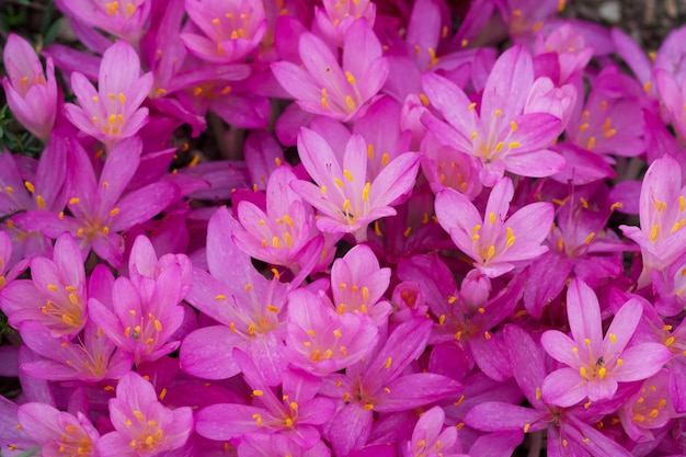 Monarda citriodora ist eine Pflanze der Gattung Monarda aus der Familie der klaren Blumen