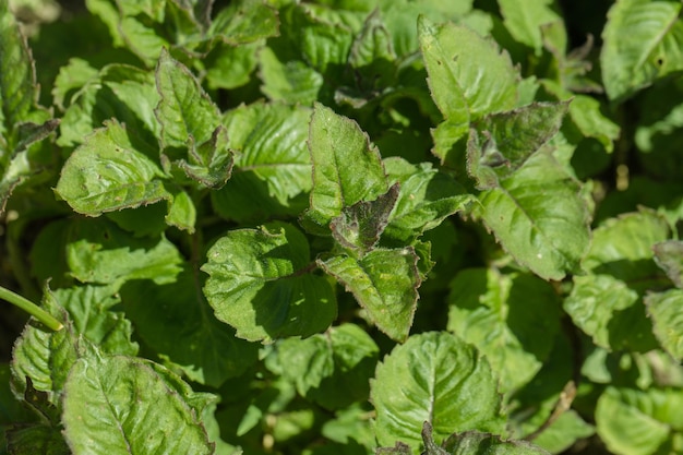 Foto monarda didima plantando plantas jovens