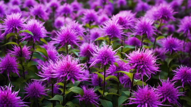 Foto monarda púrpura del paisaje