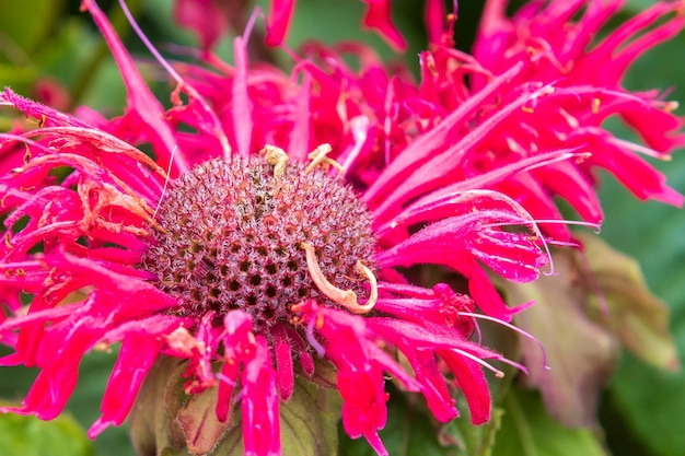 Monarda rosa amável