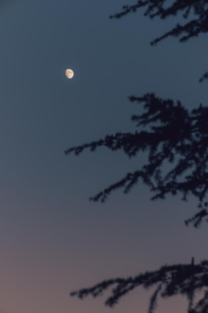 Mond in der Dämmerung durch die Silhouette der Herbstbäume gesehen