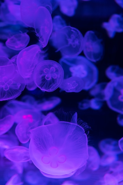 Mondquallen Aurelia aurita beleuchtet mit Neonlicht. Abstrakter Hintergrund