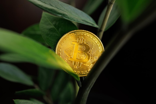 Foto moneda de bitcoin pero colores listos cerca de la hoja del árbol del dólar