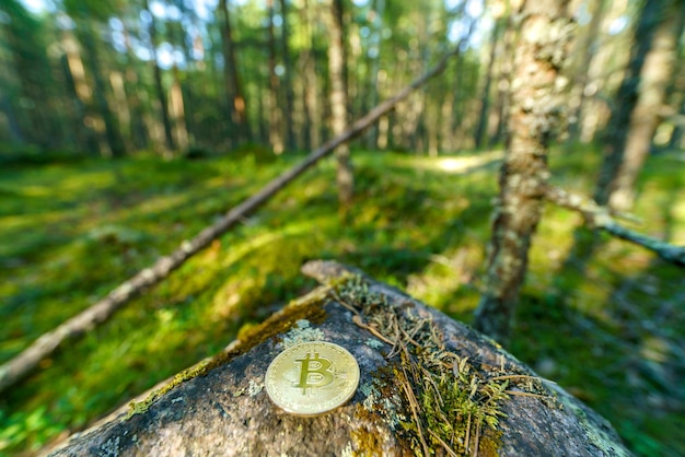 Moneda de oro bitcoin en el bosque Nuevo sistema financiero