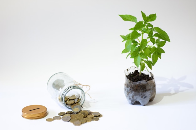 Monedas en un jarrón de banco de vidrio y planta de albahaca en maceta aislada en el espacio de copia de fondo blanco