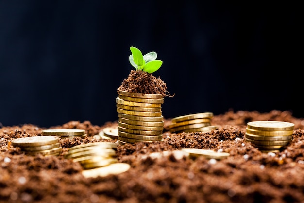 Monedas de oro en suelo con planta joven.