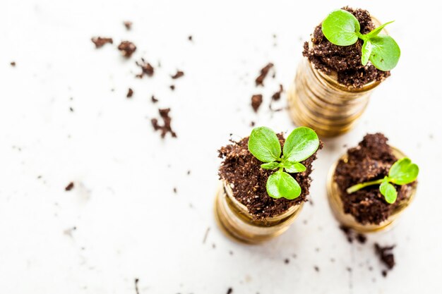 Monedas de oro en suelo con planta joven.