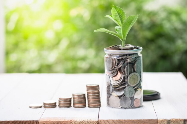 Las monedas que apilaban con la planta creciente en el verdor empañaron el fondo y la luz del sol.