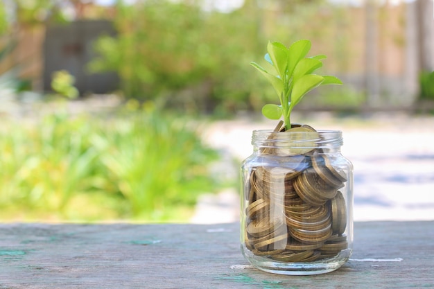 Monedas en tarro de cristal y árbol en crecimiento. Concepto de inversiones rentables en efectivo.