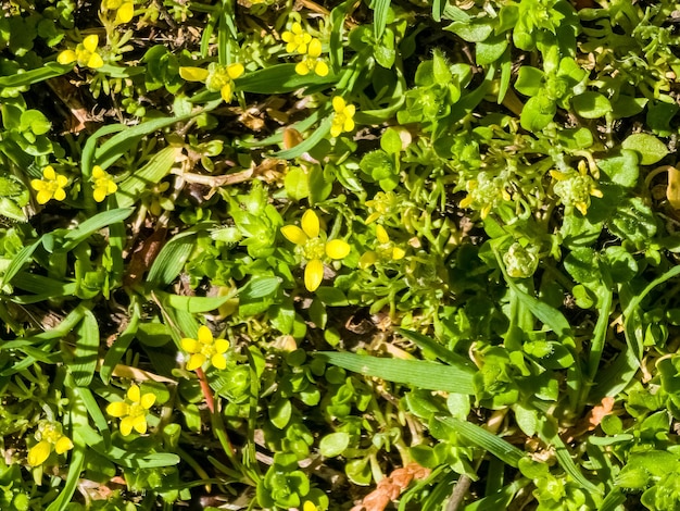 Foto moneywort lysimachia nummularia goldilocks pflanzen im garten