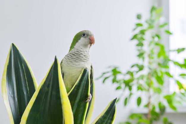 Monge quaker papagaio verde sentado na planta de casa sansevieria