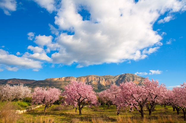 Foto mongo em denia javea na primavera com flores de amendoeira