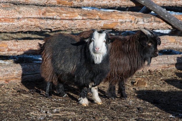 Mongol cabra pequena perto de cerca de madeira na fazenda