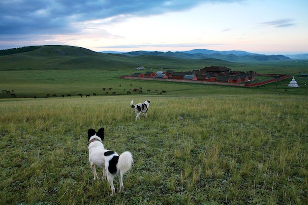 Mongolei, Provinz Selenge, Hunde auf der Wiese und Kloster Amarbayasgalant