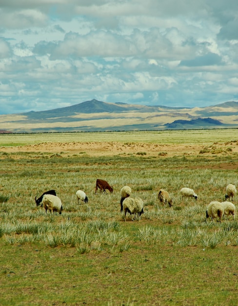 Mongolische Weiden im Gebiet Zavkhan Fluss, Fluss in der Govi-Altai Mongolei