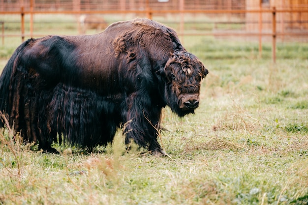 Mongolischer Yak im Zoo