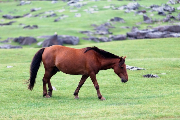 Mongolisches Pferd im Orchlon-Tal in der Mongolei