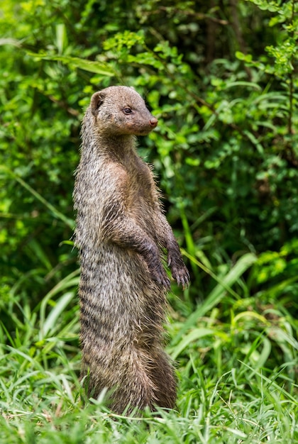 Mongoose está de pé sobre as patas traseiras na grama do Parque Nacional do Serengeti. África. Tanzânia. Parque Nacional do Serengeti.