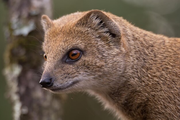 Foto mongoose schaut weg