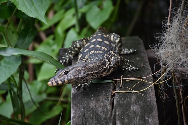 Monitor de agua asiático Varanus salvator también monitor de agua común gran lagarto varanid nativo