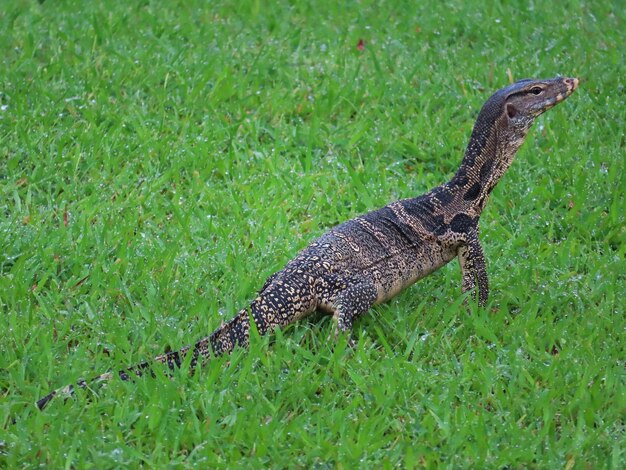 El monitor de agua está buscando comida después de la lluvia.