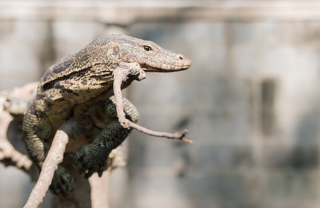 Monitor de agua o salvator de Varanus en una rama