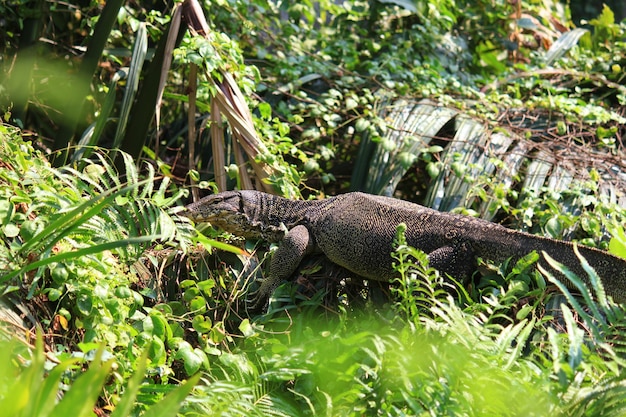 El monitor de agua o Varanus salvator son reptiles y anfibios en vivo en el bosque de Tailandia.