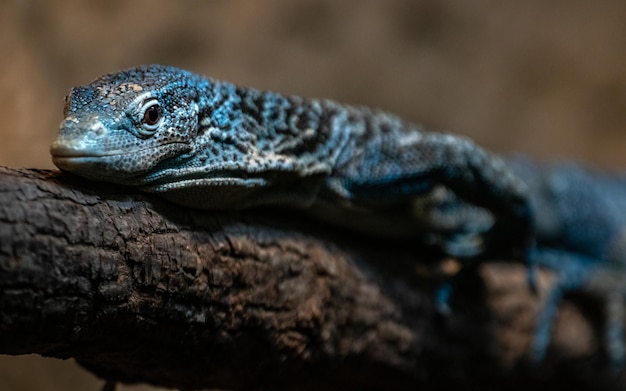 Monitor de árbol con manchas azules