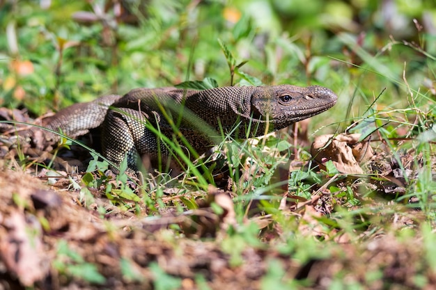 Monitor de Bengala o varanus bengalensis en hierba