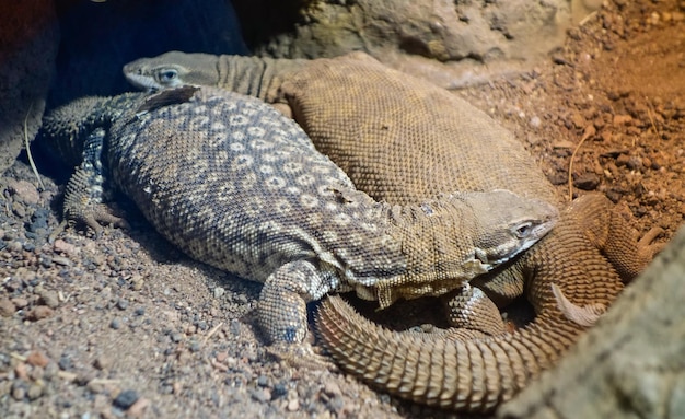 Monitor de cauda espinhosa, também conhecido como espécie australiana de lagarto Varanus acanthurus
