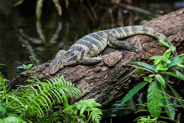 monitor lagarto descansar en el árbol en el zoológico