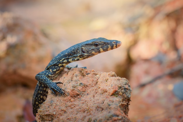 Monitor de lagarto en el jardín