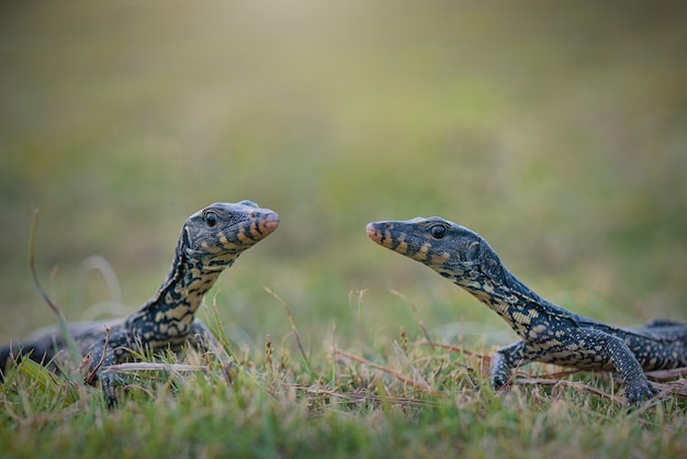 Monitor de lagarto en el jardín