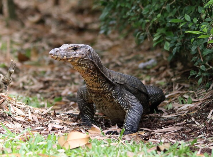 Foto monitorar o lagarto no campo