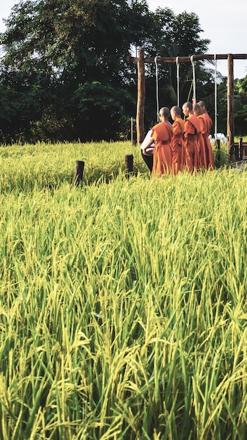 Monje con arrozal en Tailandia