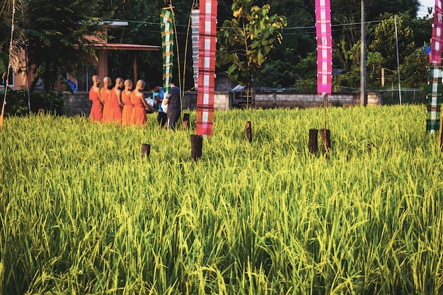 Monje con arrozal en Tailandia