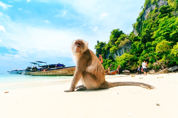 Monkey Beach, Islas Phi Phi, Tailandia