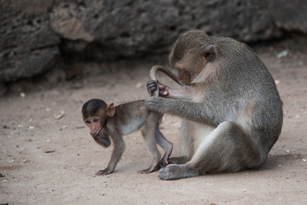 Monkey Family Care en Ape Kingdom