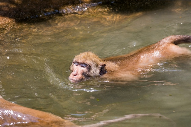 un mono en el agua. Animales salvajes.