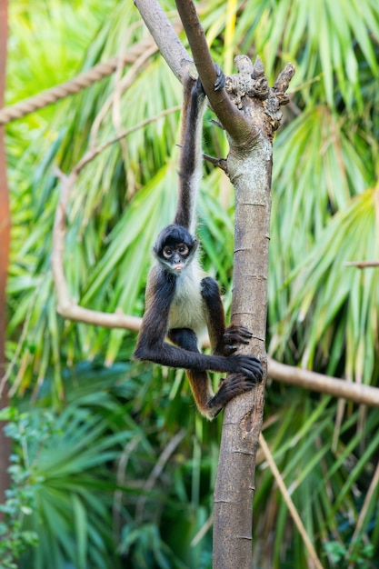 Mono araña en un árbol