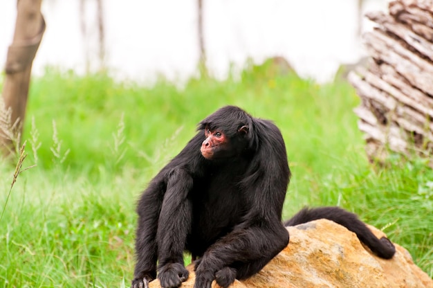 El mono araña cara roja (Ateles paniscus) en Brasil.