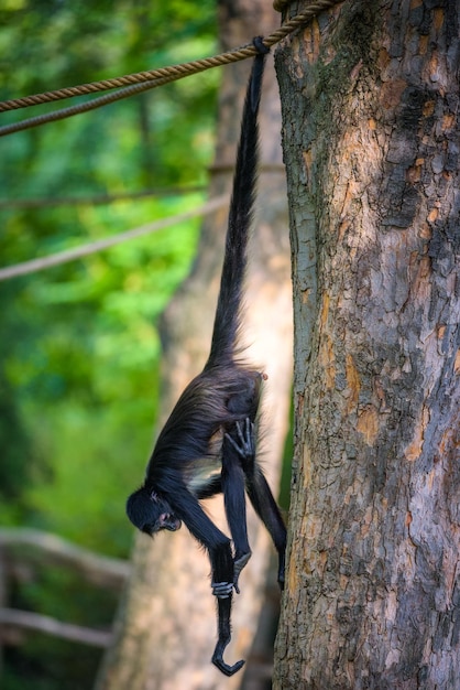 El mono araña de Geoffroy colgando de una cuerda