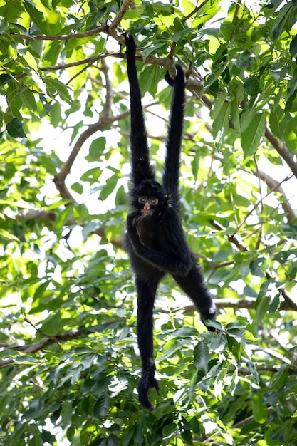 Foto mono araña negro de cara negra de la especie ateles chamek